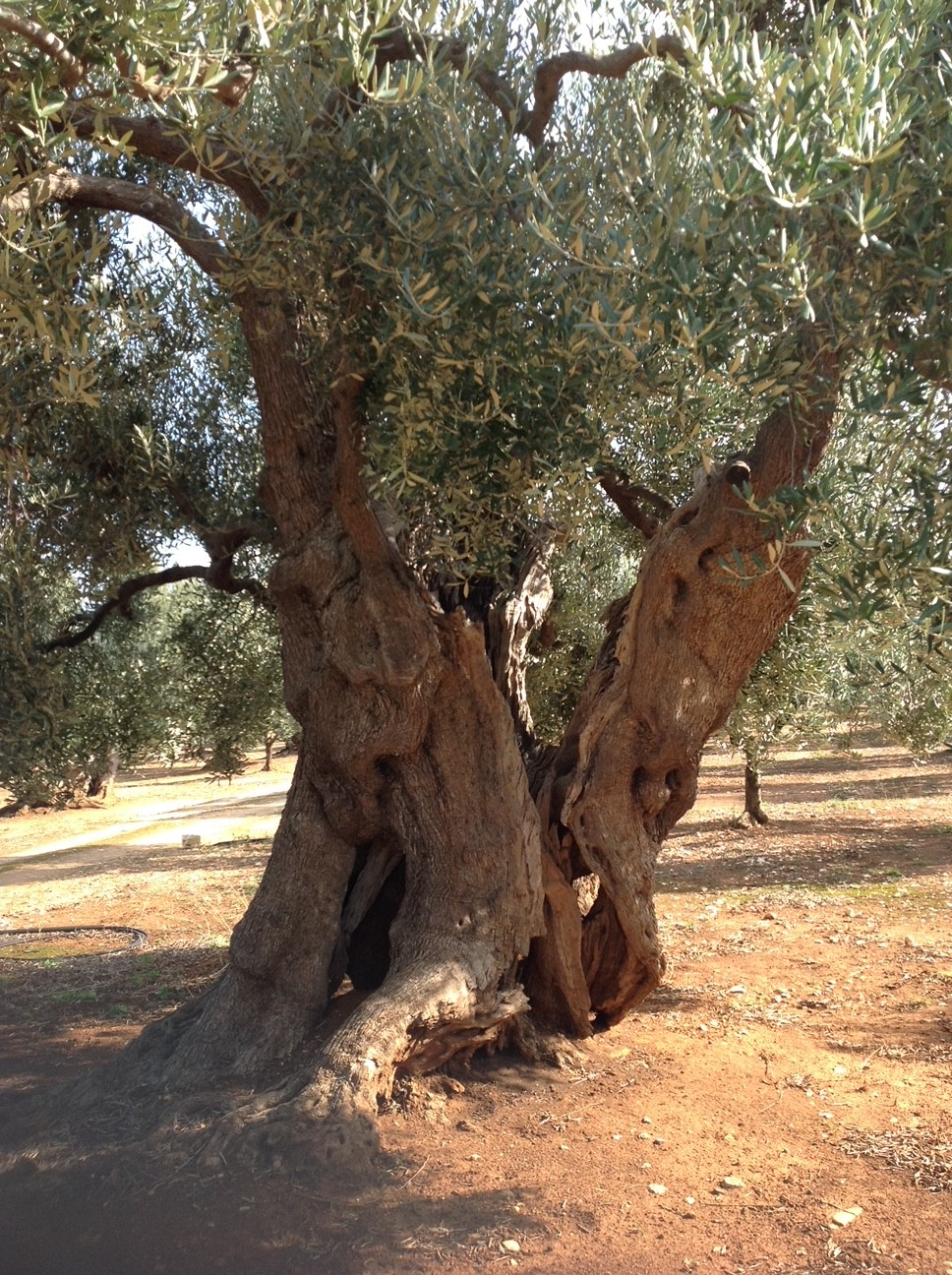 Olivenbaum Apulien